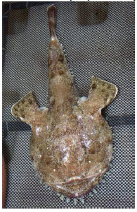 Monkfish