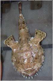 Monkfish (Lophiidae) Monkfish are also known as Anglerfish.