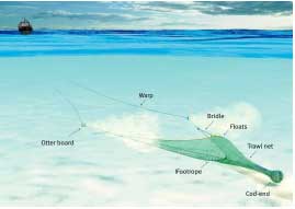 Trawling