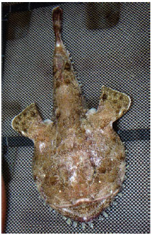 Monkfish (Lophiidae) Monkfish are also known as Anglerfish.