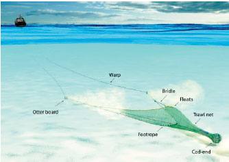 Trawling Trawling may be used either for bottom-dwelling (demersal) or mid-water (pelagic) species, the net being of a basic funnel-shaped construction and towed behind a vessel or between two vessels (pair trawling)