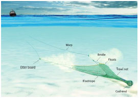 Trawling